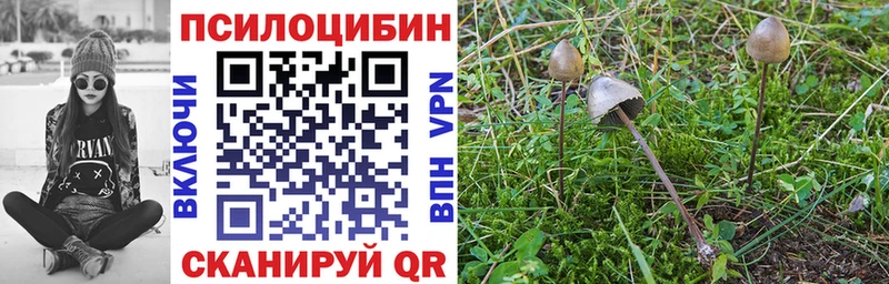 Псилоцибиновые грибы Psilocybe  наркотики  Горячеводский 